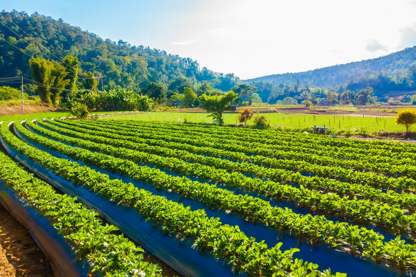 Paddy Crop: A Comprehensive Guide to Cultivation, Management, and Profitability