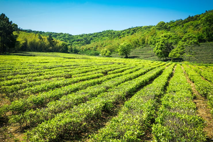 Mirchi Crop: A Complete Guide to Cultivation, Varieties, and Market Potential
