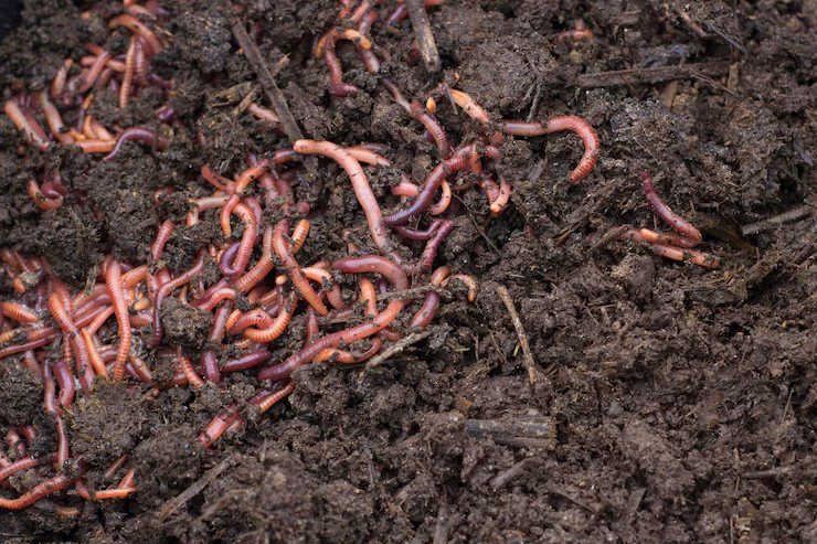 Vermicompost