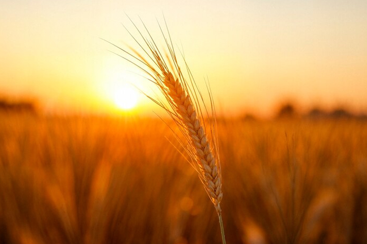 Enhancing Wheat Productivity Through Climate-Resilient Varieties and Organic Inputs