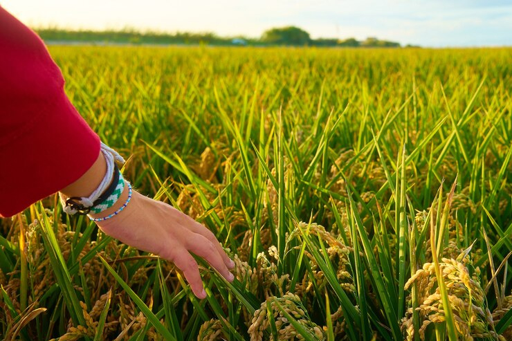Sustainable Rice Cultivation: Challenges, Innovations & Future Prospects