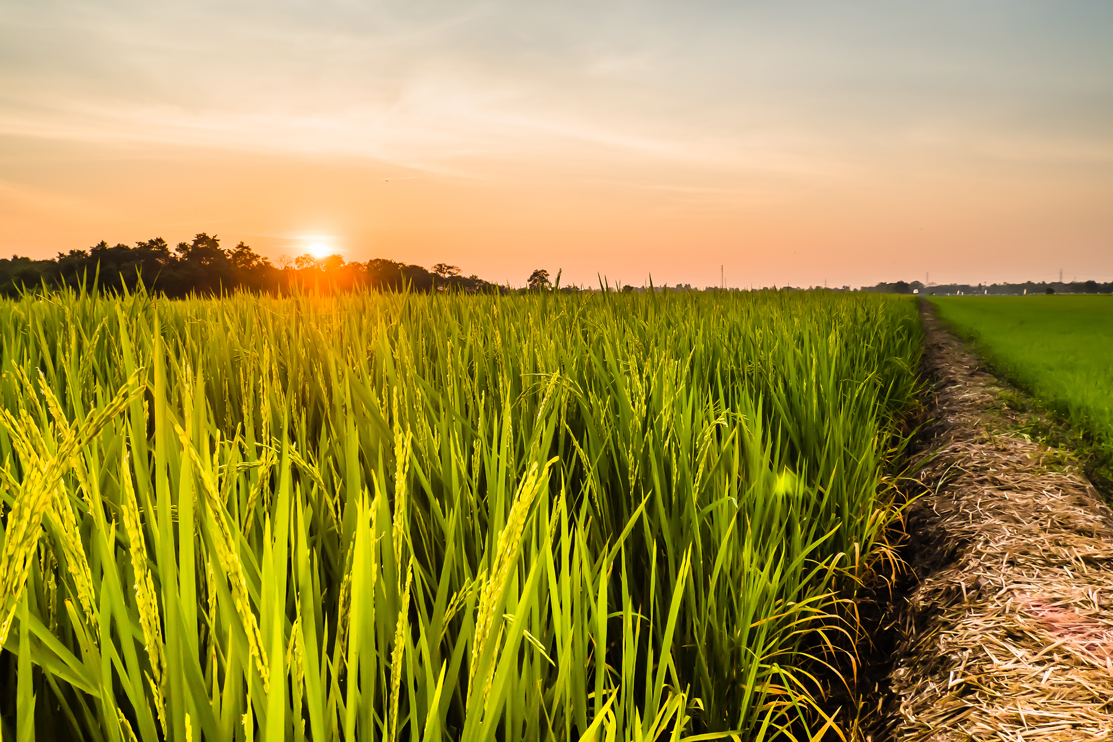 Sustainable Rice Cultivation: Challenges, Innovations & Future Prospects