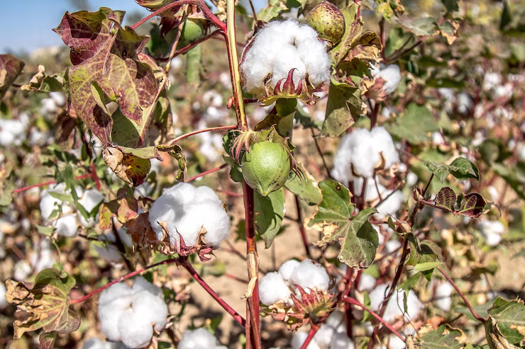 Eco-Friendly Cotton Farming: Reducing Chemical Dependence in Fiber Production